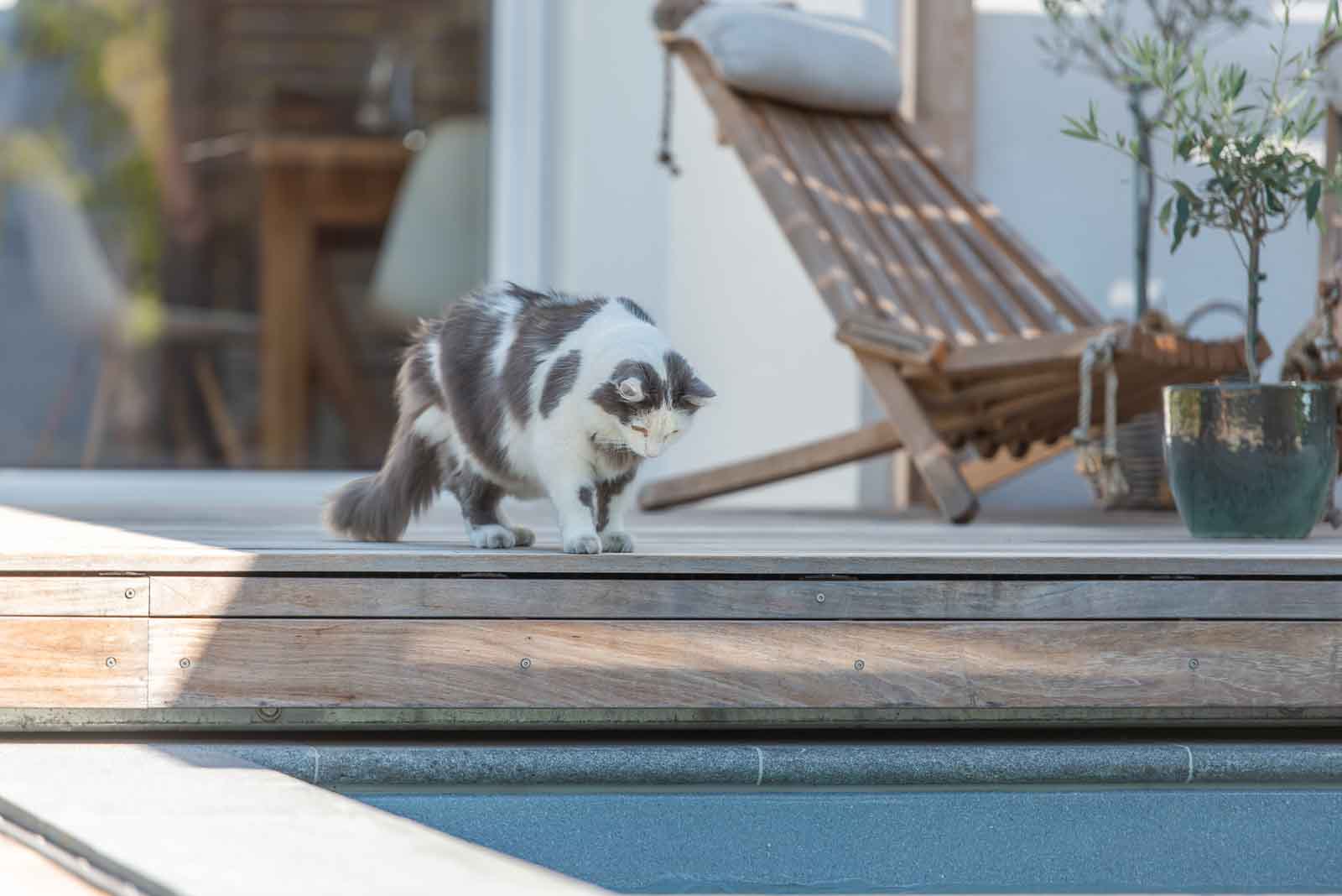Gartenpool, Haustiere, Katze, Sicherheit