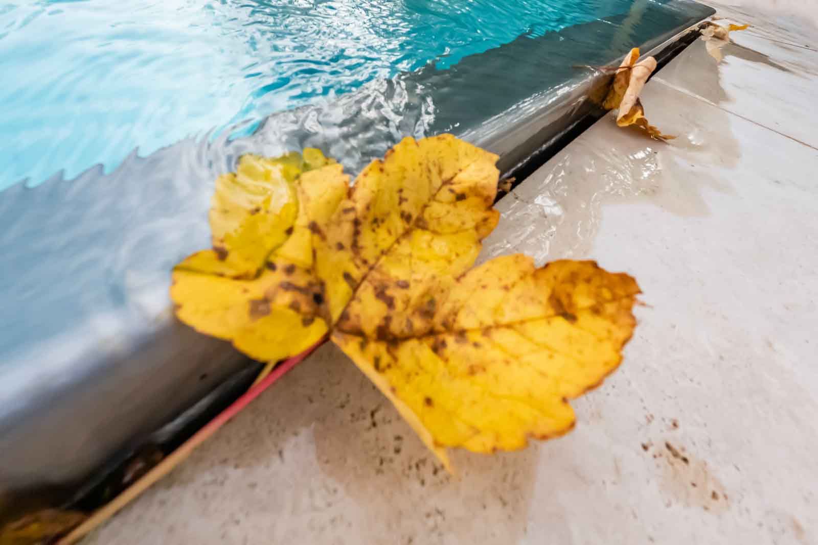 Blatt, Herbst, Pflege