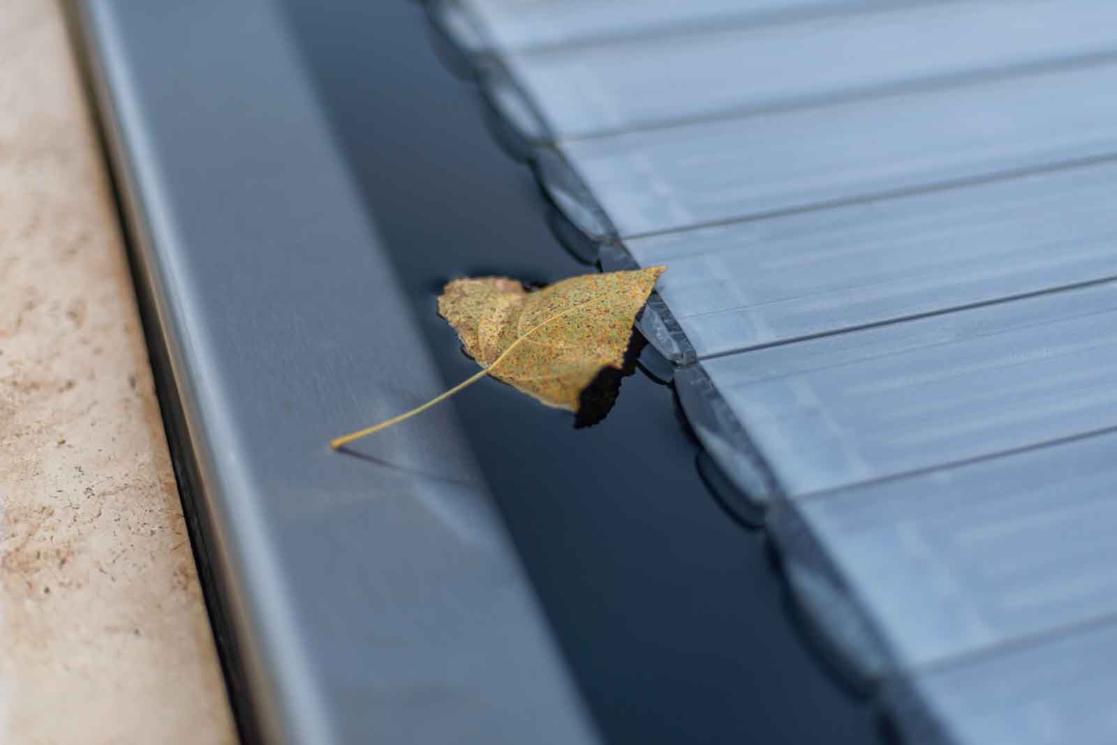 Blatt, Herbst, Pflege