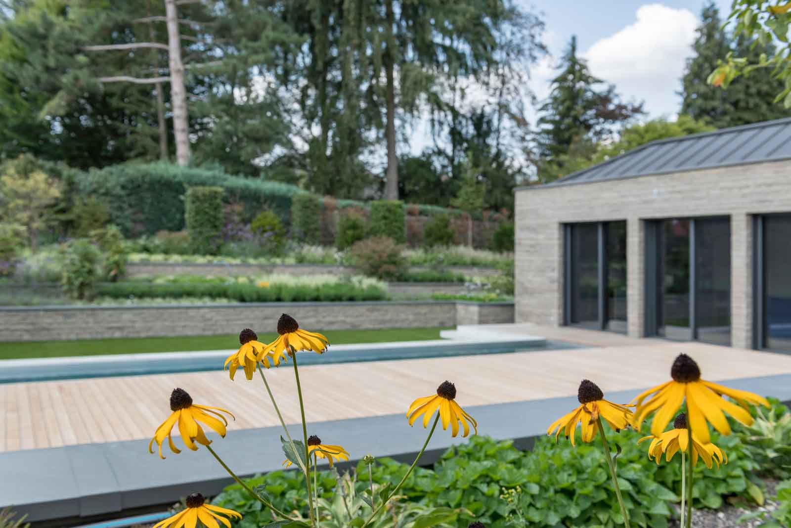 Gelb, Poolhaus, Rudbeckia, Schwarz, Sonnenhut